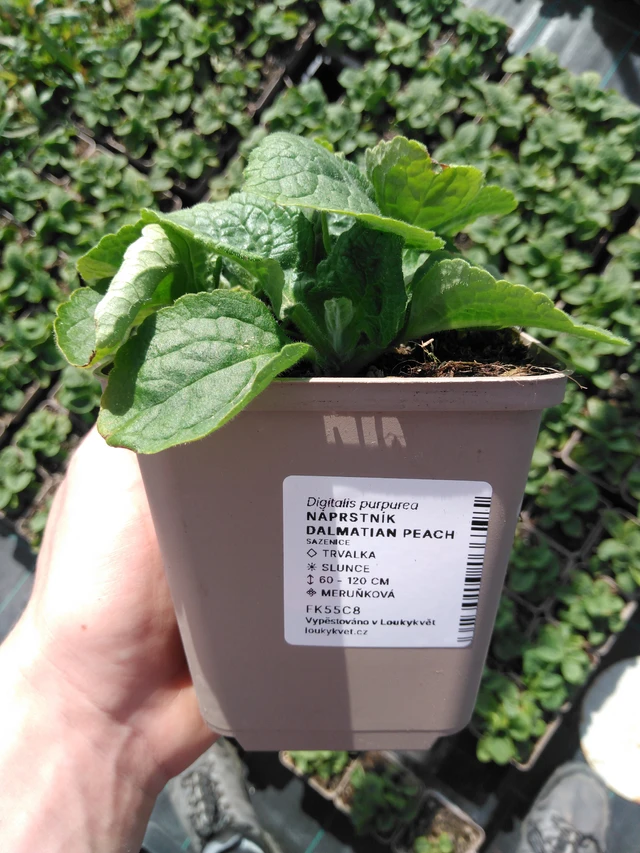 Sormustinkukka Dalmatian Peach - 2024