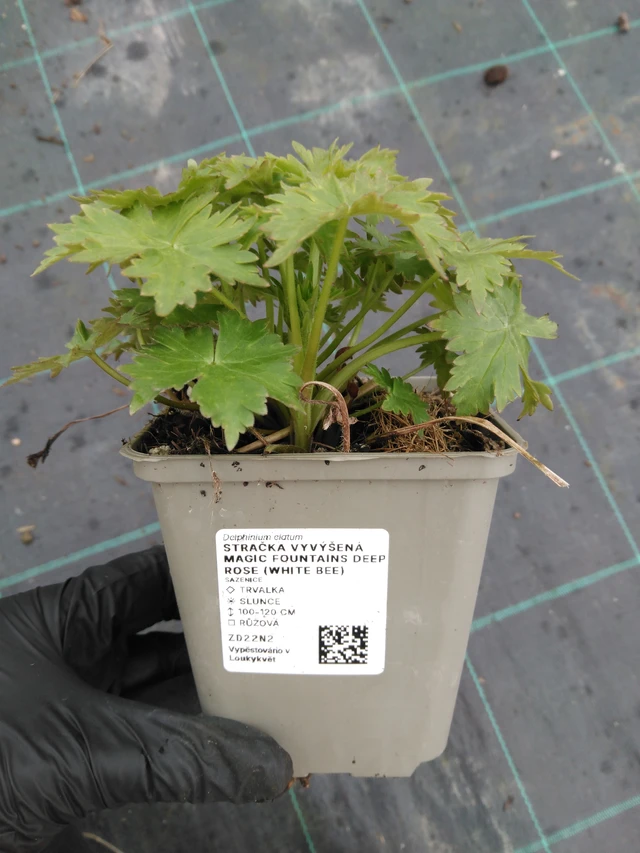 Delphinium Magic Fountains Deep Rose (White Bee) - 1. 4. 2026