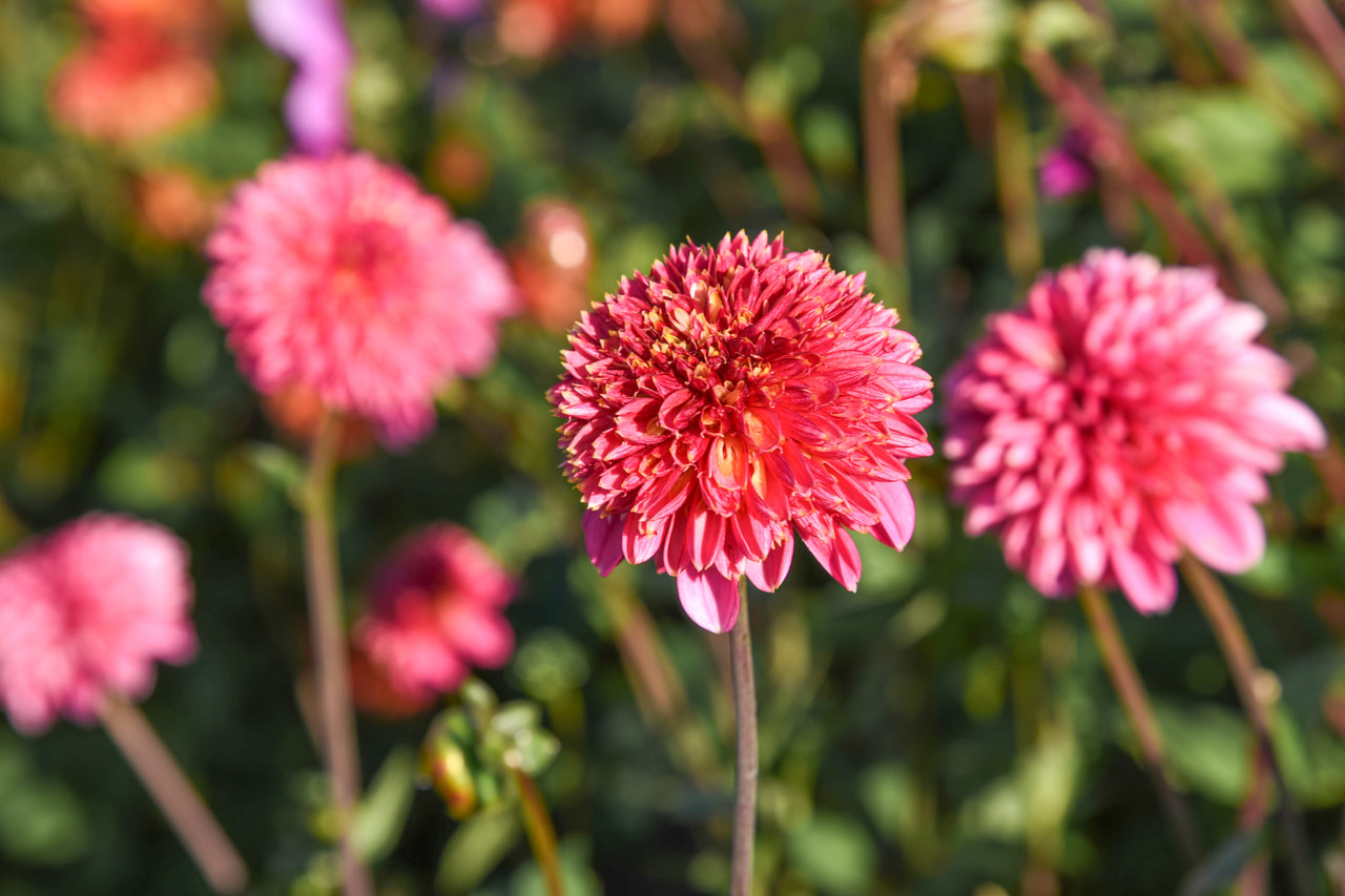 Daalia Alyshia, Loukykvět