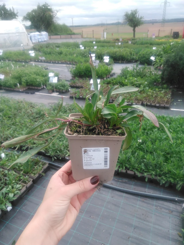 Partapipo Twizzle Blue - 2024