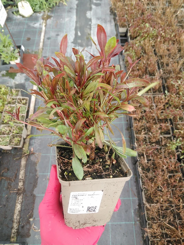 Prachtkaars Siskiyou Pink - 29. 7. 2025