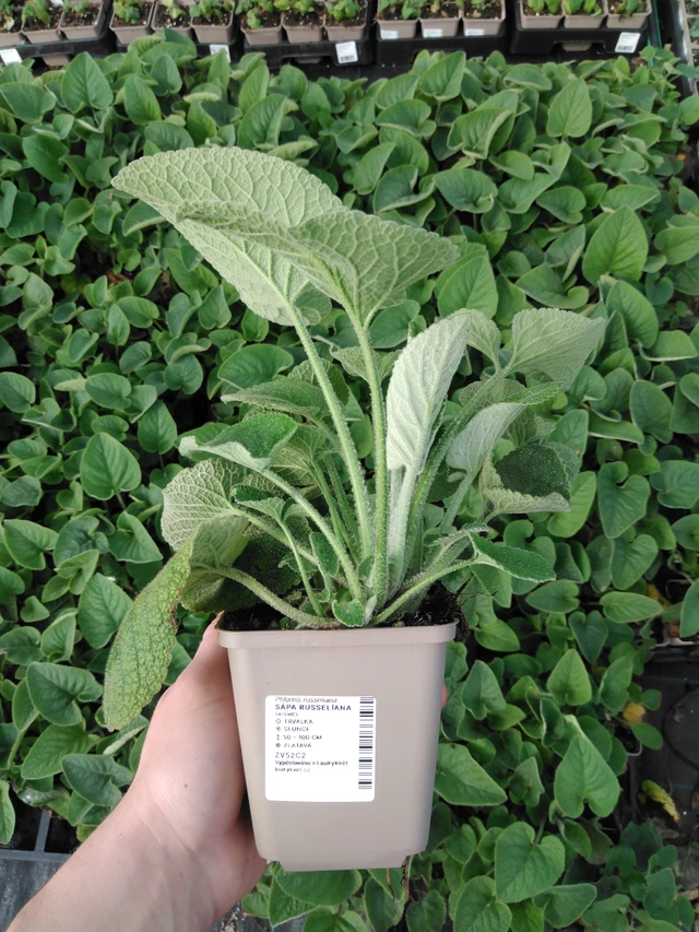 Phlomis Russeliana - 2024