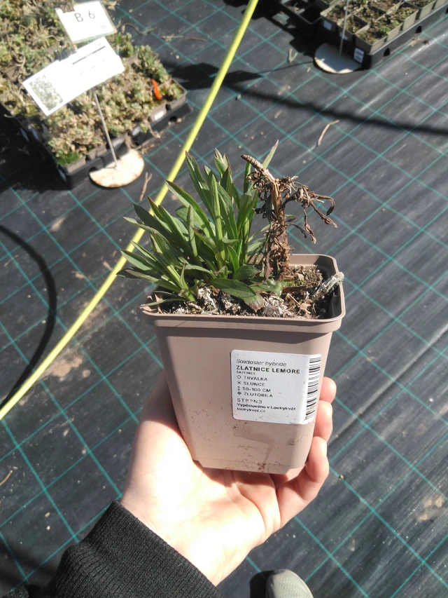 Solidaster Lemore - 3. 4. 2025