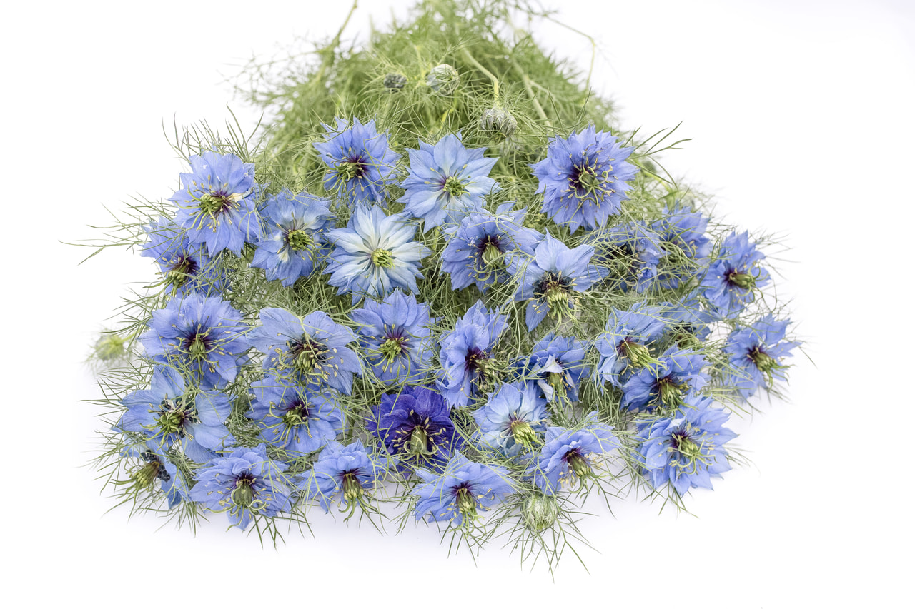 Nigella Miss Jekyll Sky Blue, Loukykvět