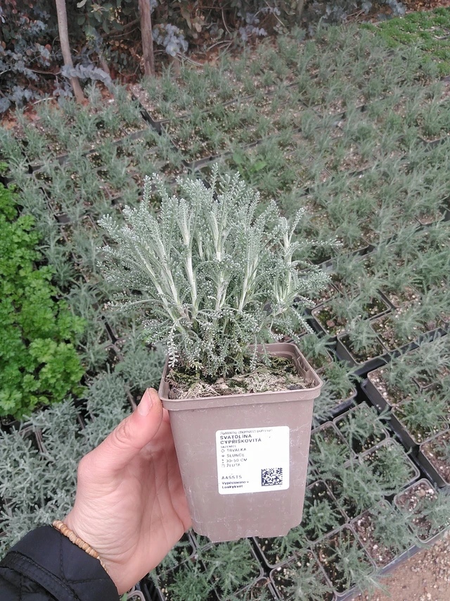 Hopeasantoliina - 20. 4. 2026