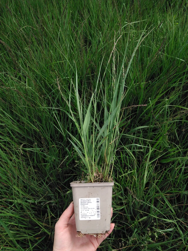 Molinia Edith Dudszus - 2024