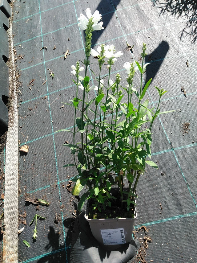 Kellopeippi Miss Manners - 19. 8. 2025