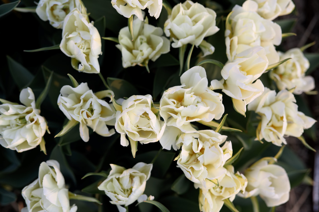 Tulppaani Exotic Emperor, Loukykvět