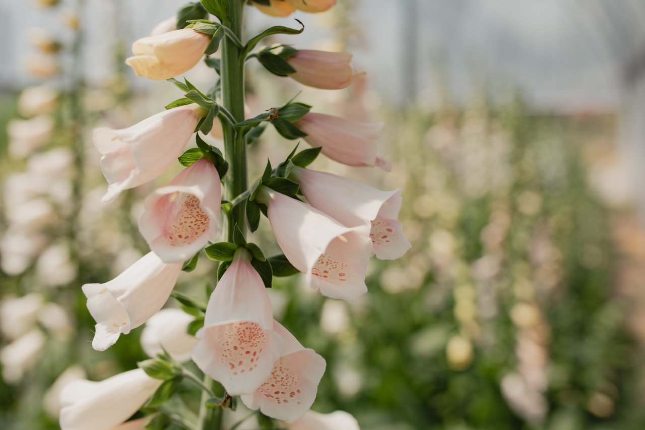 Foxglove Sutton’s Apricot, Loukykvět