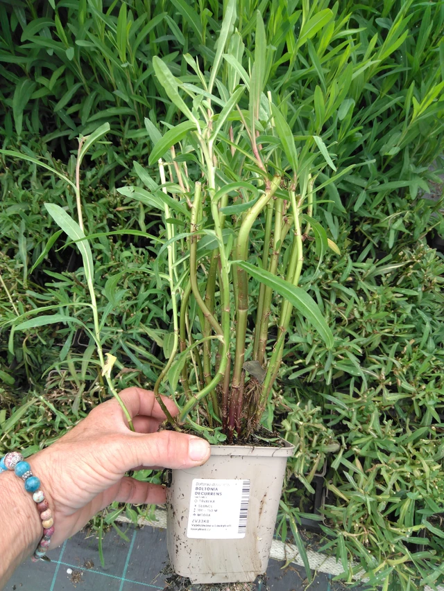 Boltonia decurrens - 2024