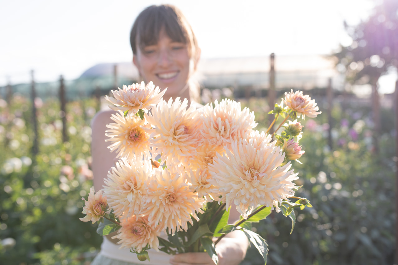 Daalia Preference, Loukykvět