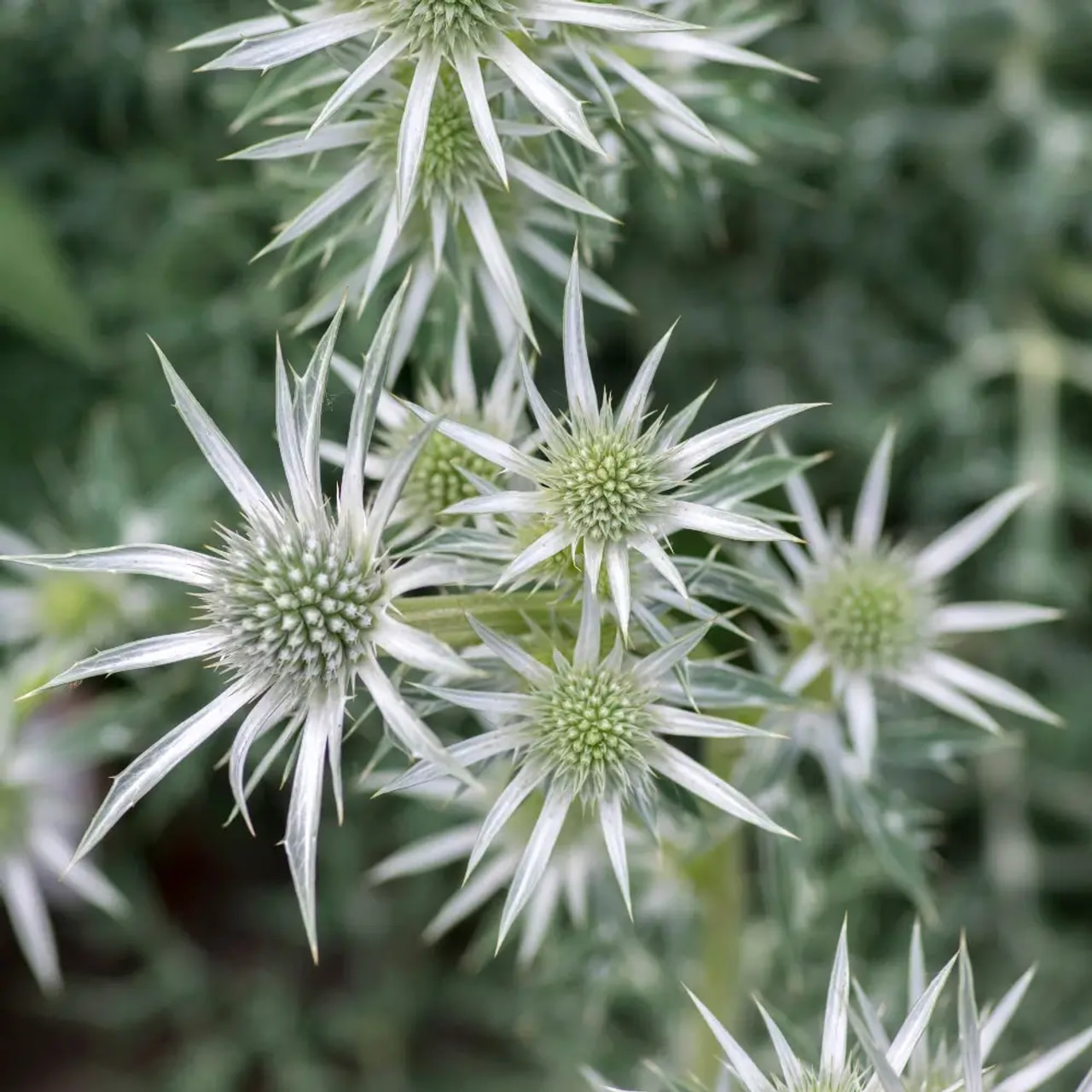 Eringio Silver Salentino, Loukykvět