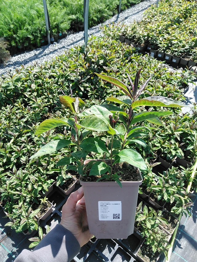 Syysleimu Sweet Summer Dream - 13. 5. 2025