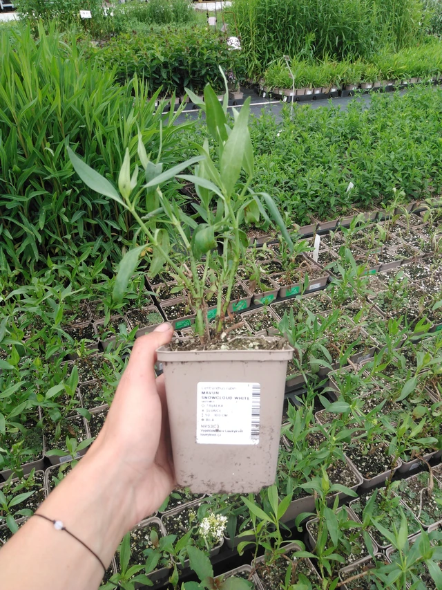 Komeapunikki Snowcloud White - 2024