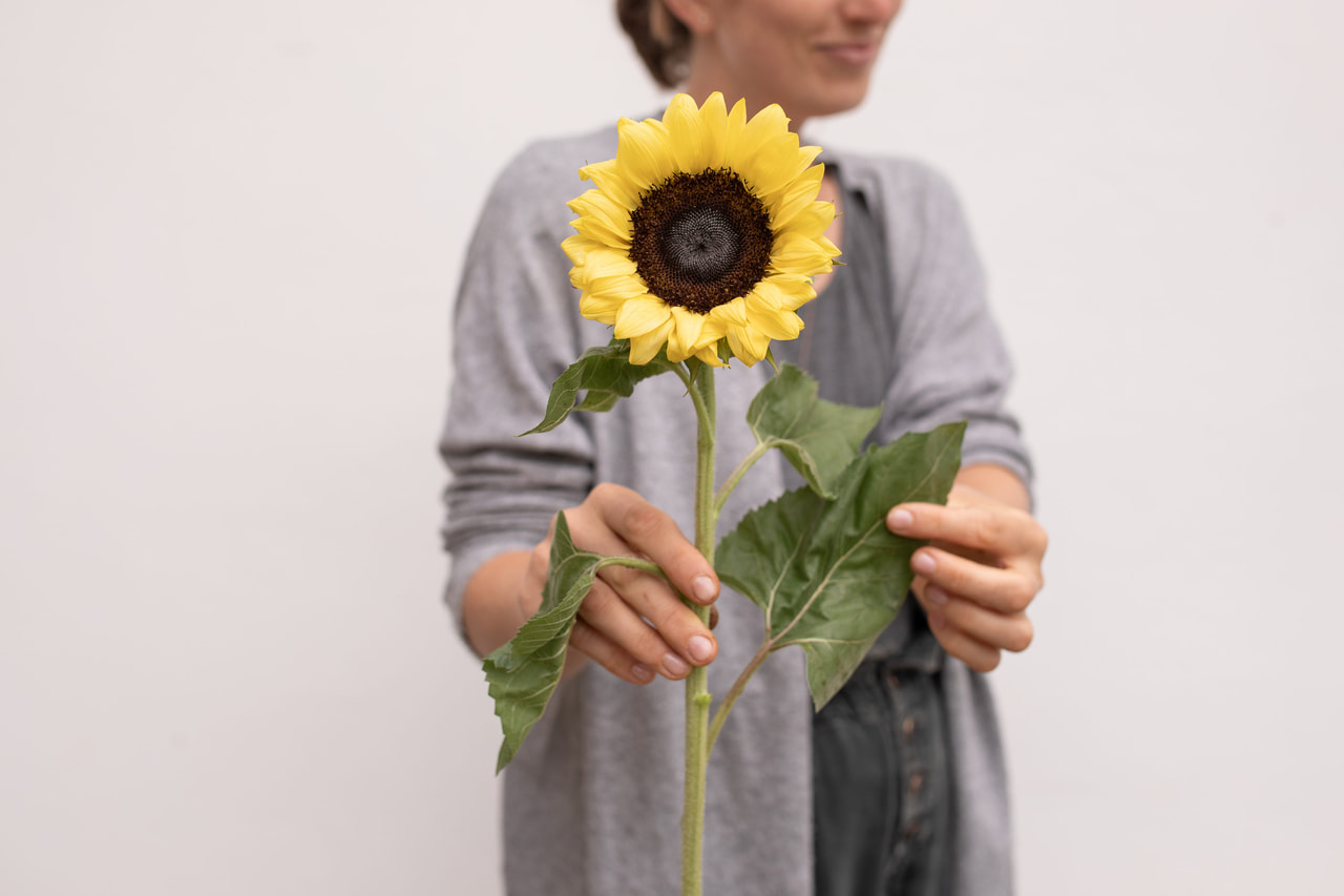 Zonnebloem ProCut Lemon, Loukykvět