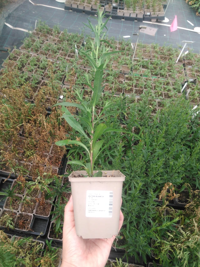 Asteri Blanca - 2024