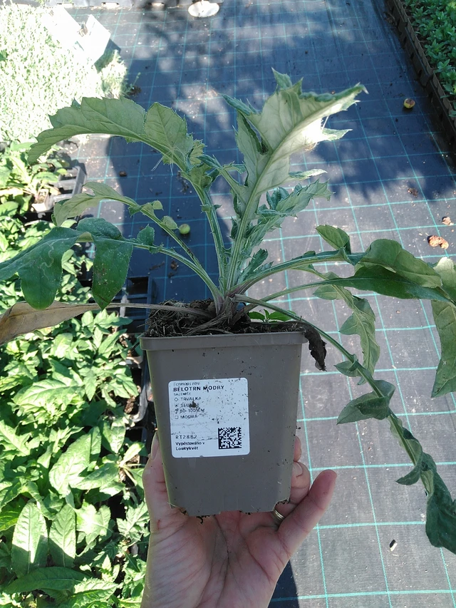 Echinops ritro - 19. 8. 2025