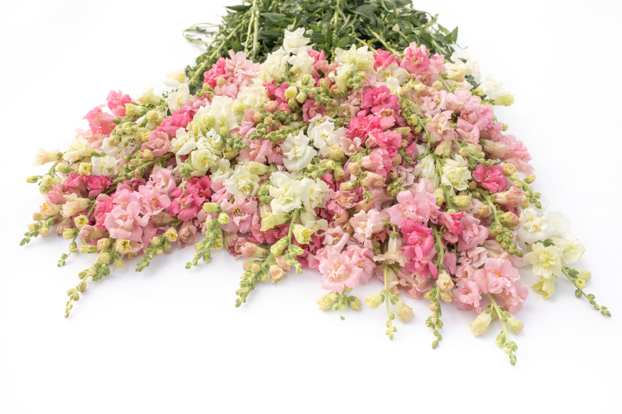 Leijonankita Madame Butterfly Delicate Mix, Loukykvět