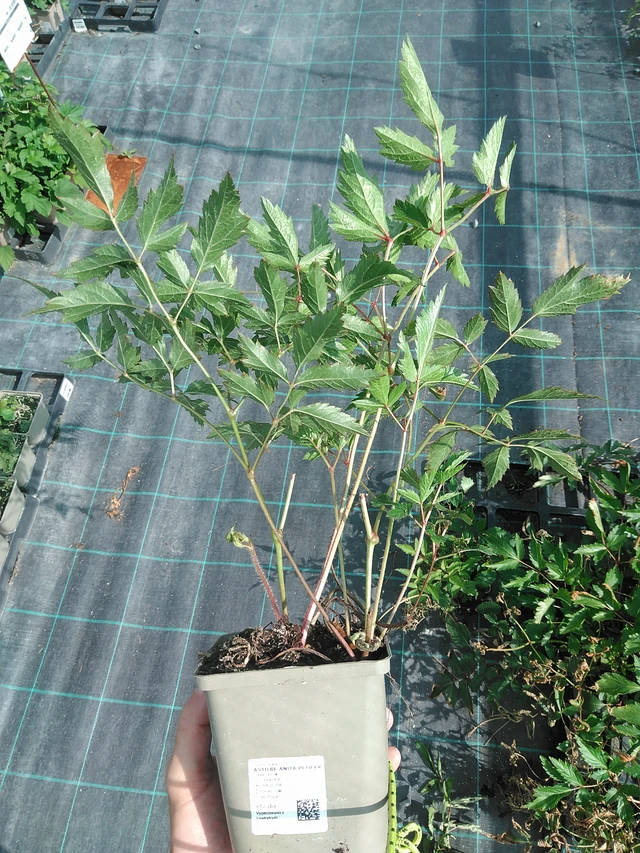 Jaloangervo Anita Pfeifer - 24. 6. 2025