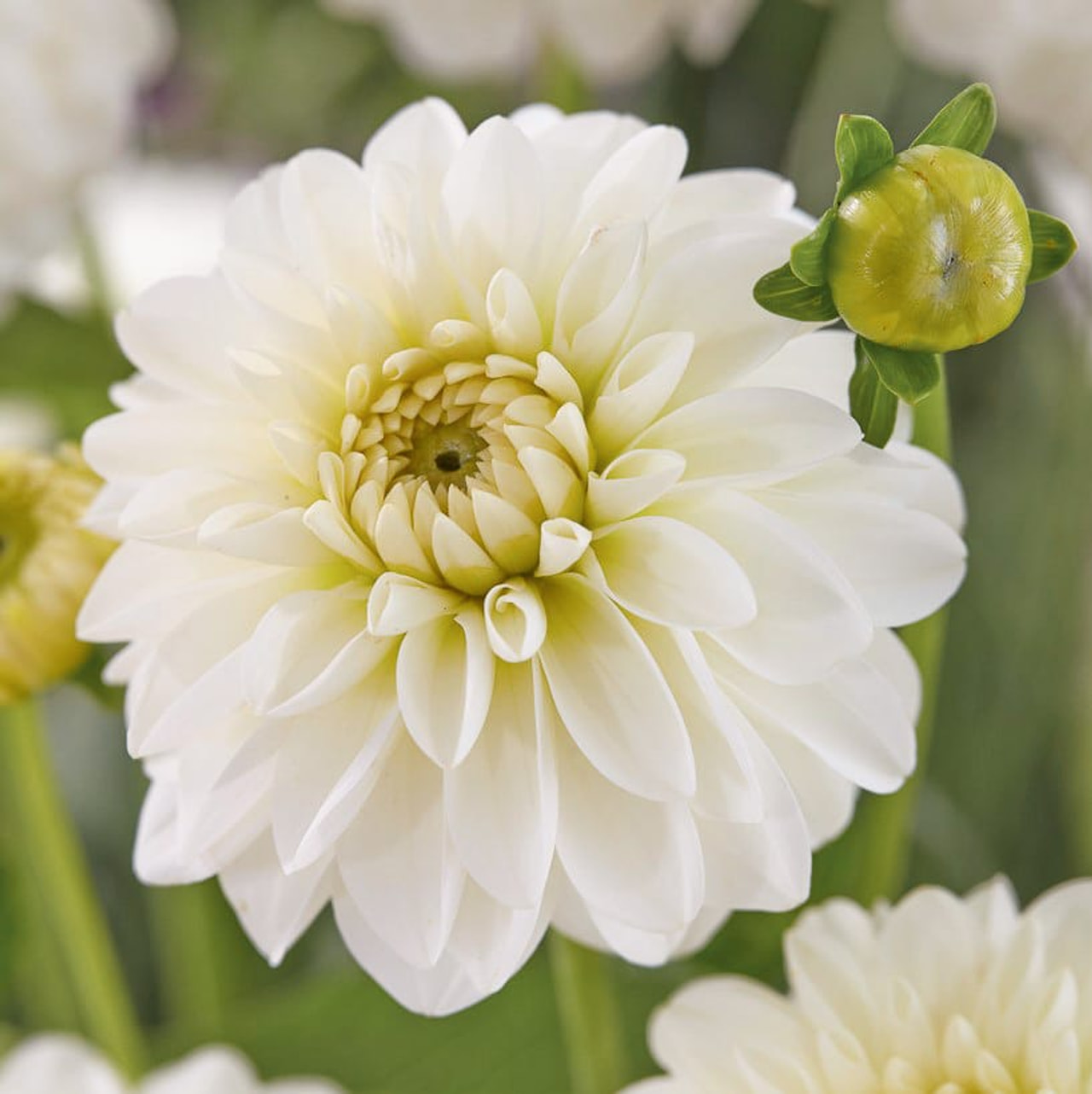 Dalia Snow Cap, Loukykvět