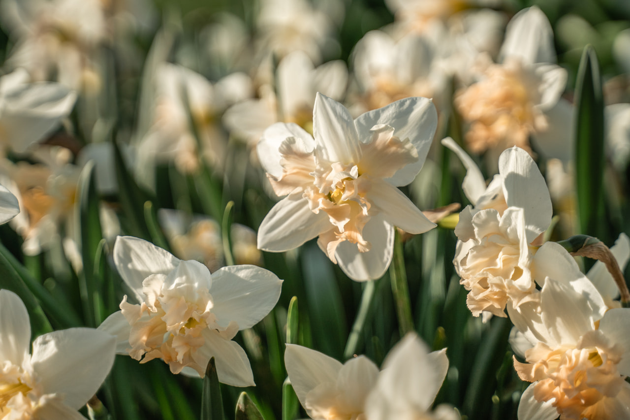 Narsissi Palmares, Loukykvět