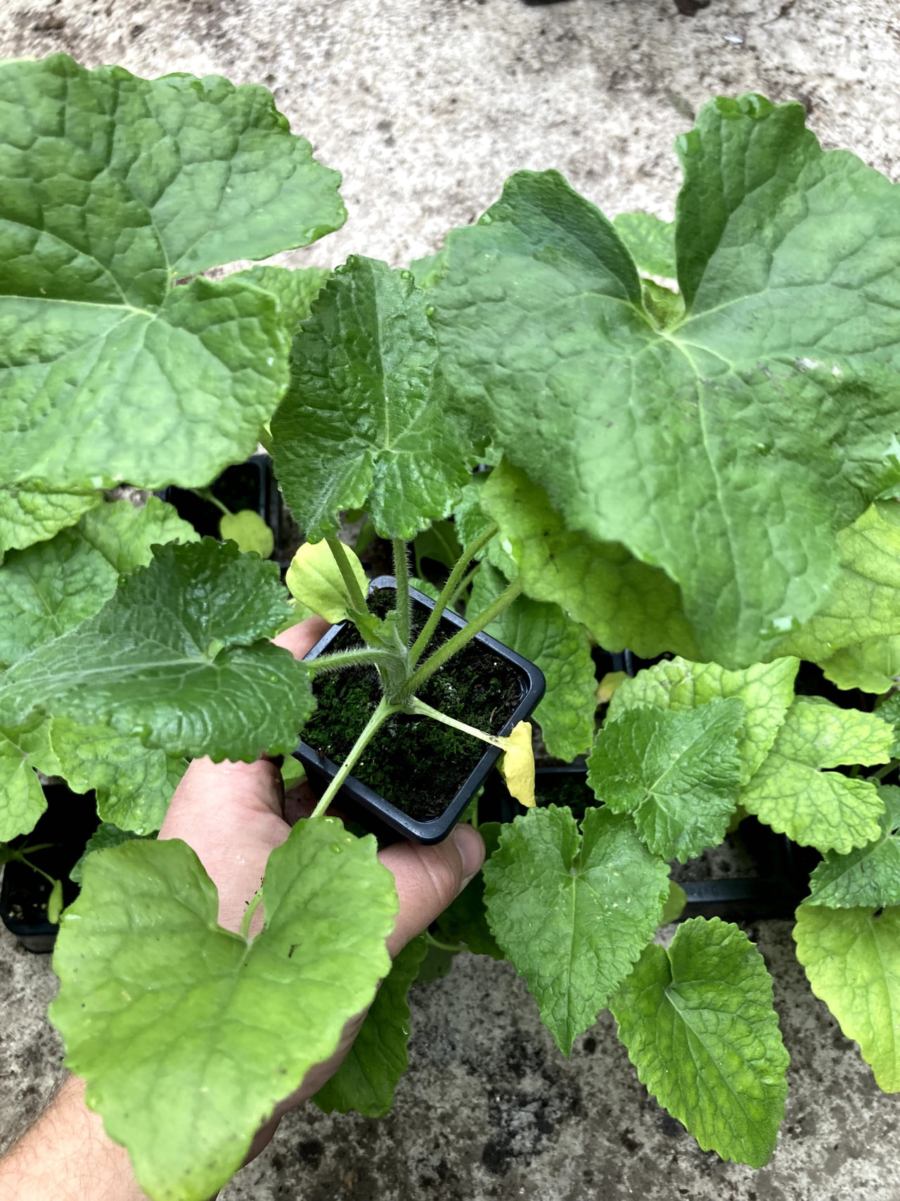 Kesäkuuruoho valkoinen, Loukykvět