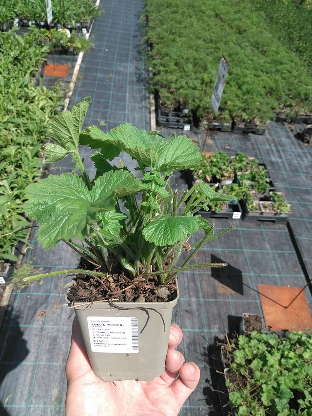 Ojakellukka - 24. 6. 2025