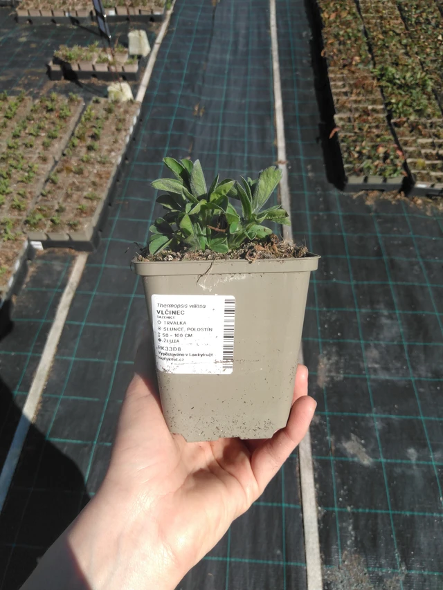 Revonpapu - 3. 4. 2025