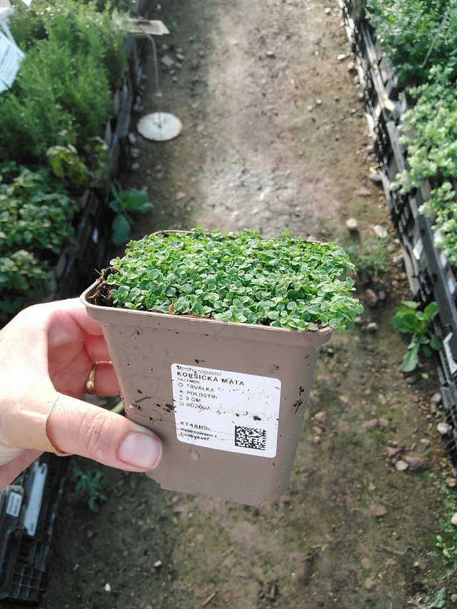 Korsikanminttu - 19. 8. 2025