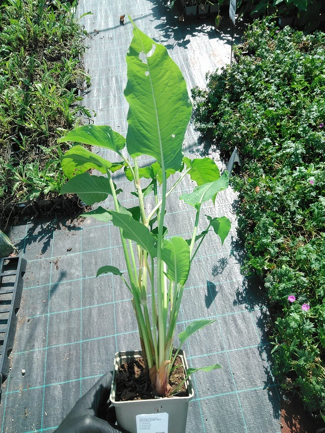 Tatar Dark Red - 19. 8. 2025