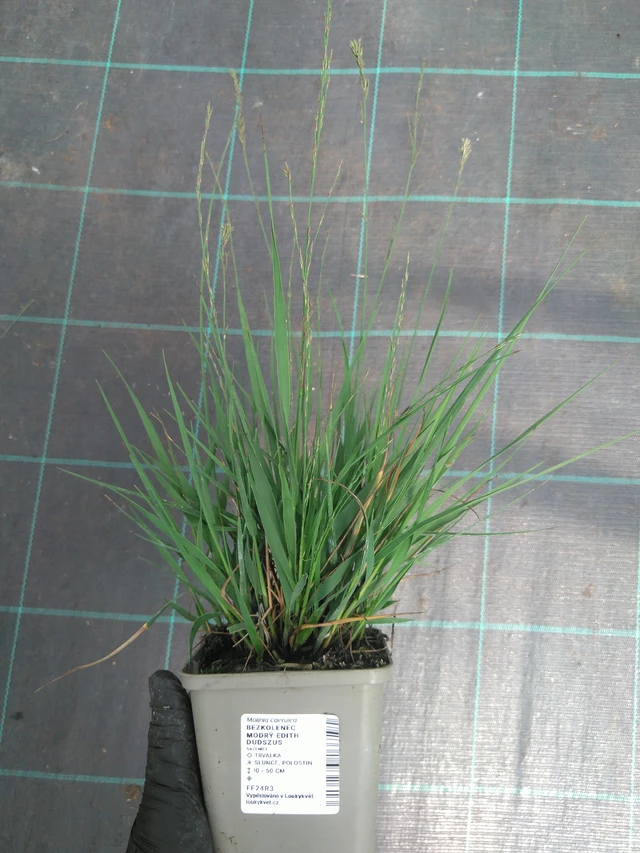 Molinia Edith Dudszus - 10. 7. 2025
