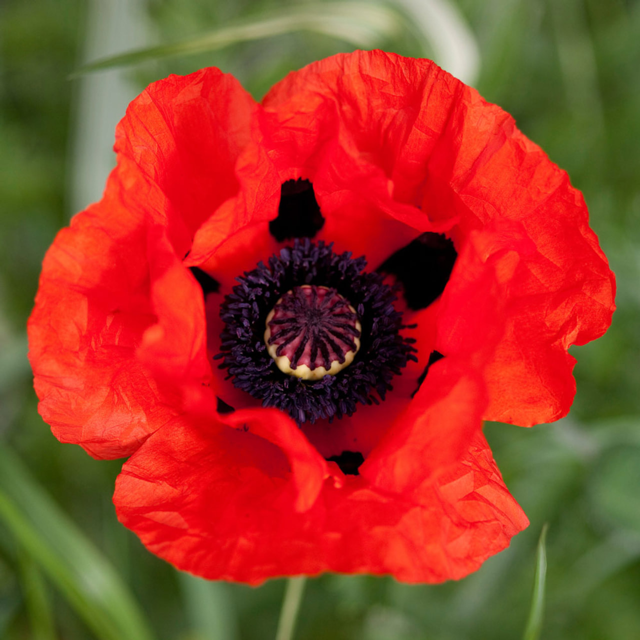 Idänunikko Beauty of Livermere, Loukykvět