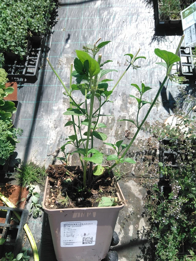 Käenminttu Blue Cloud - 19. 8. 2025