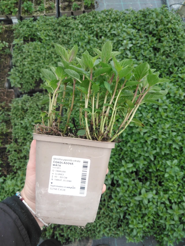 Basilikaminttu - 2024