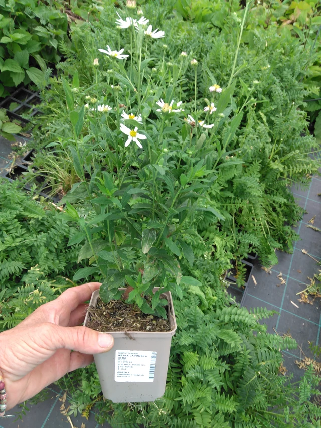 Tiukuasteri Alba - 2024