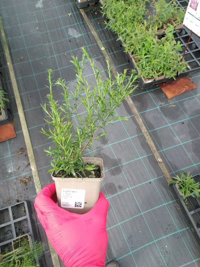 Asteri Blanca - 29. 7. 2025