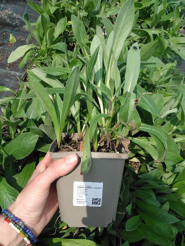 Vuorikaunokki Purple Heart - 9. 6. 2025