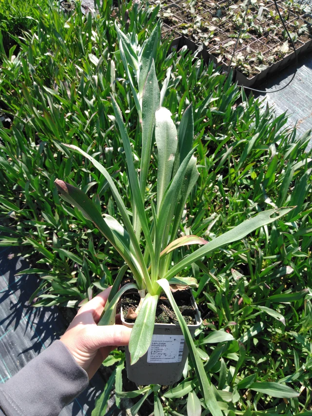 Komeahohdekukka - 13. 5. 2025