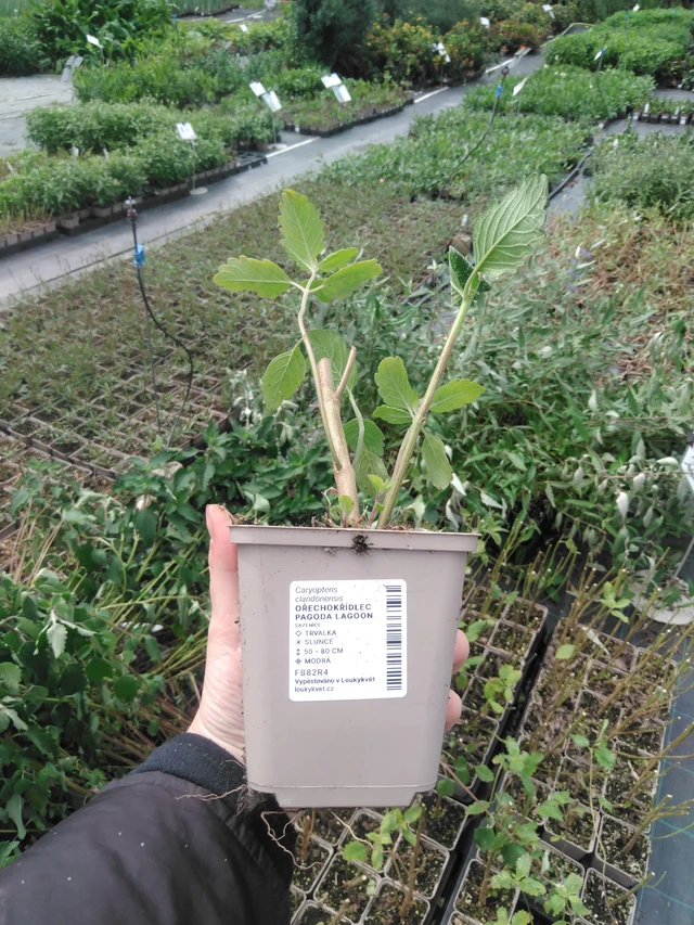 Cariópteris Pagoda Lagoon - 2024