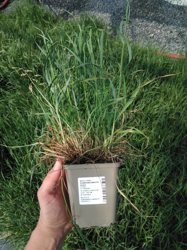 Tähkähelmikkä Silky - 13. 5. 2025