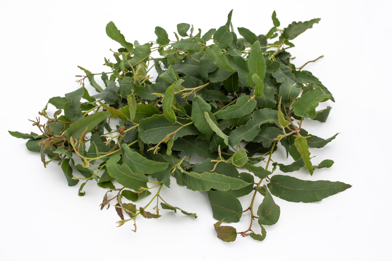 Citroeneucalyptus, Loukykvět