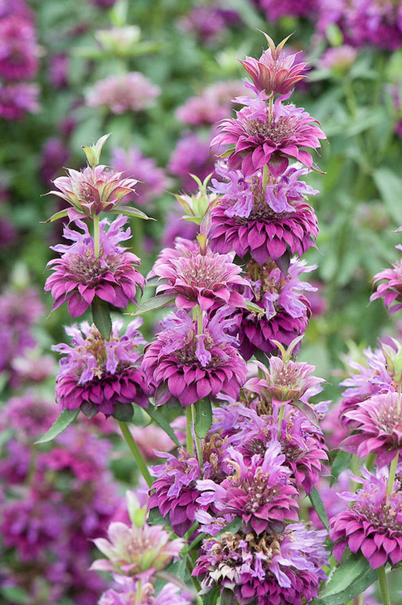 Sitruunaväriminttu Bergamo, Loukykvět