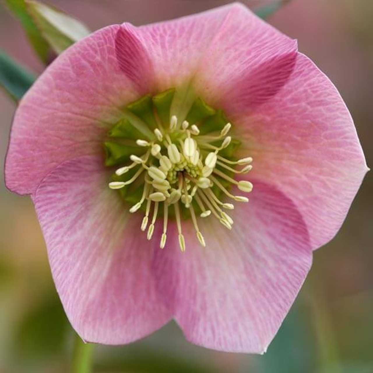 Jouluruusu Pretty Ellen Pink, Loukykvět