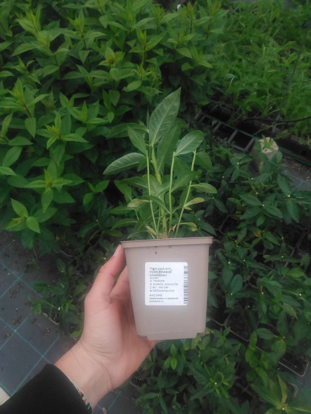 Leimu Franz Schubert - 2024