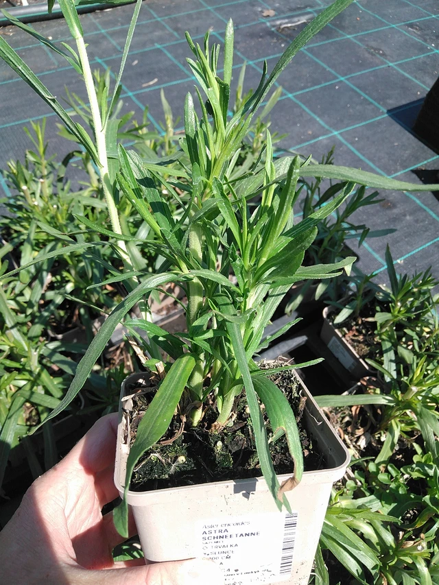 Asteri Schneetanne - 13. 5. 2025