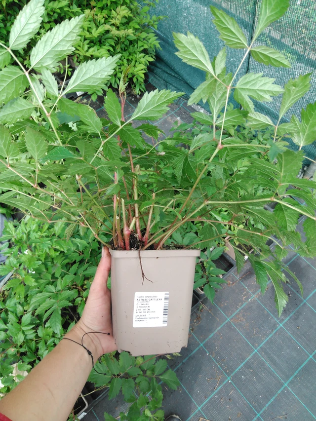 Jaloangervo Cattleya - 2024