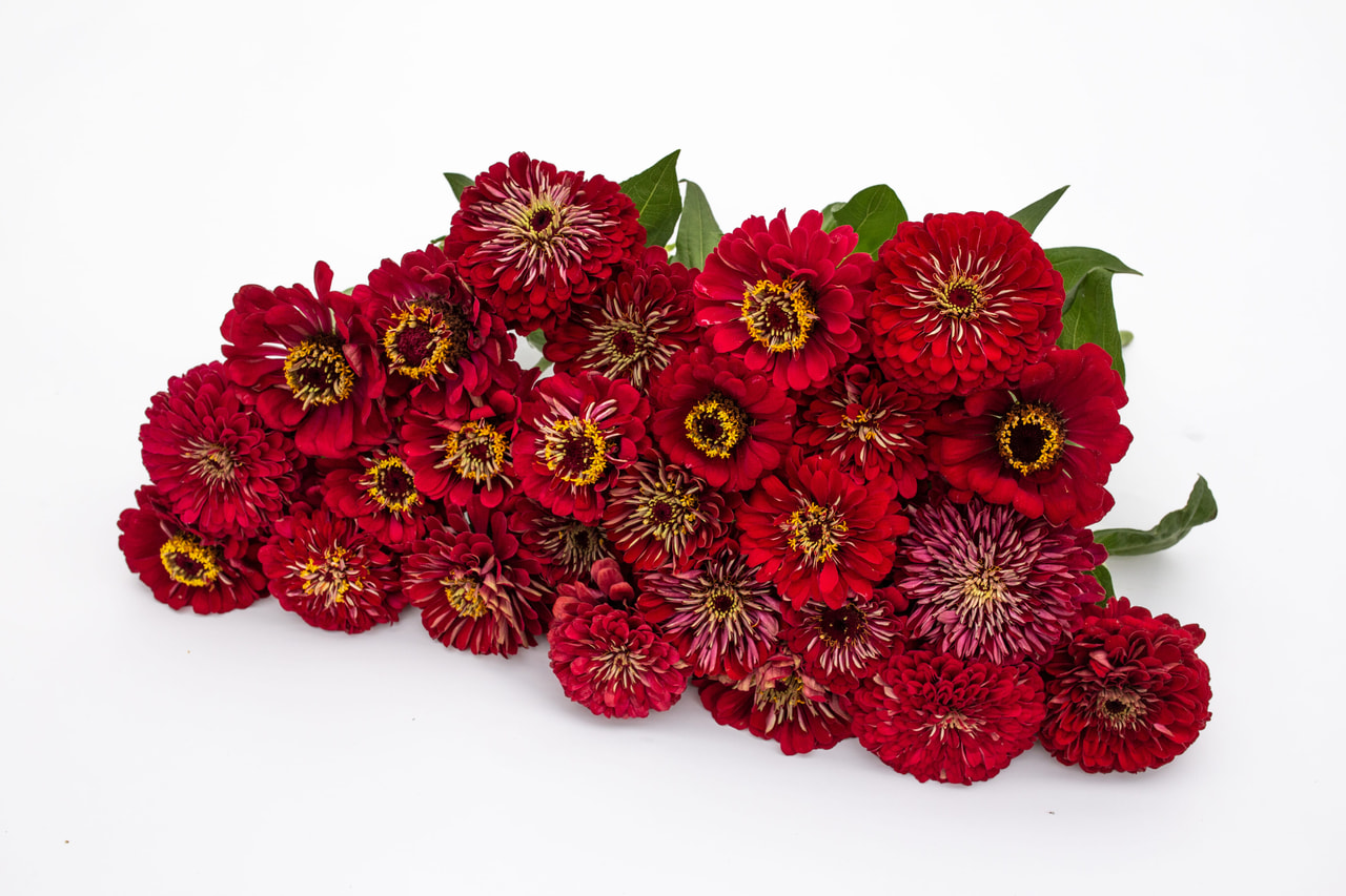 Tsinnia Benary’s Giant Deep Red, Loukykvět