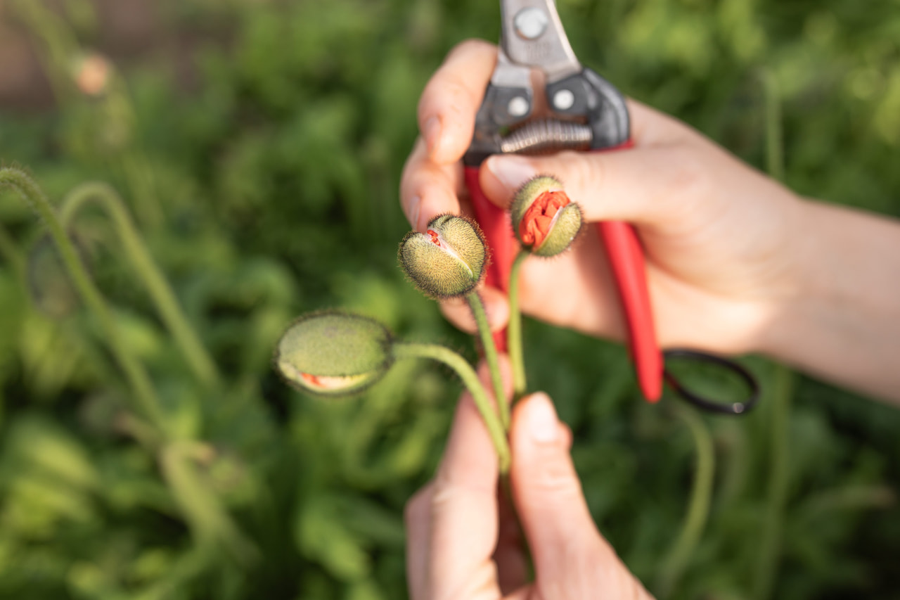 Unikko Champagne Bubbles Orange, Loukykvět