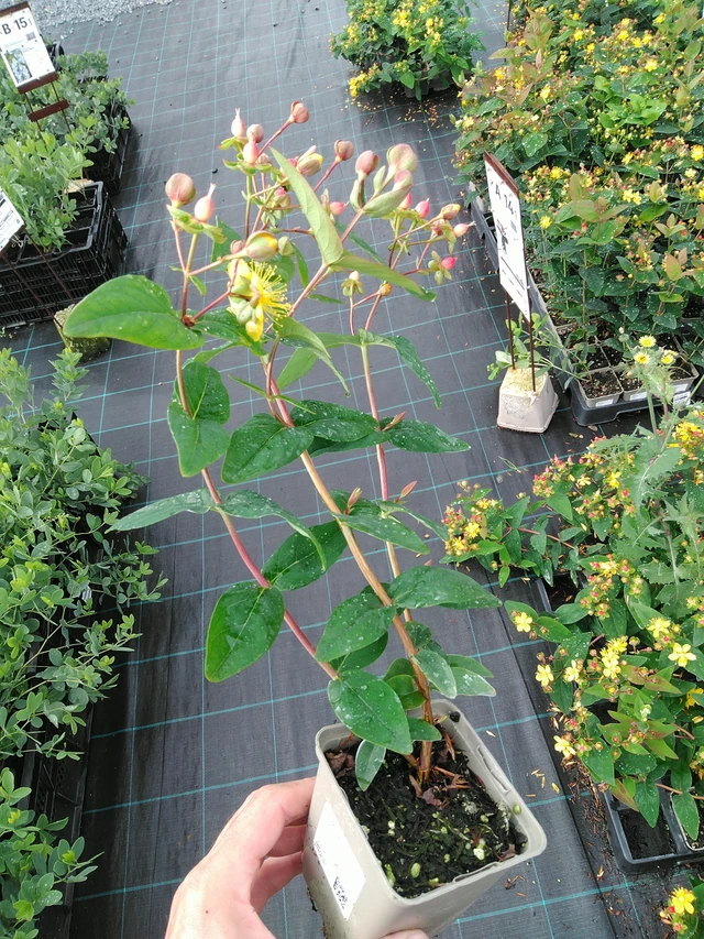 Kuisma Globo Ruby - 28. 7. 2025