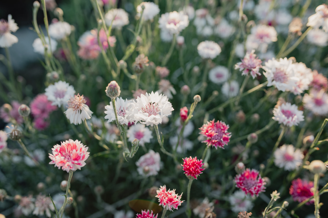 Ruiskaunokki Classic Romantic, Loukykvět